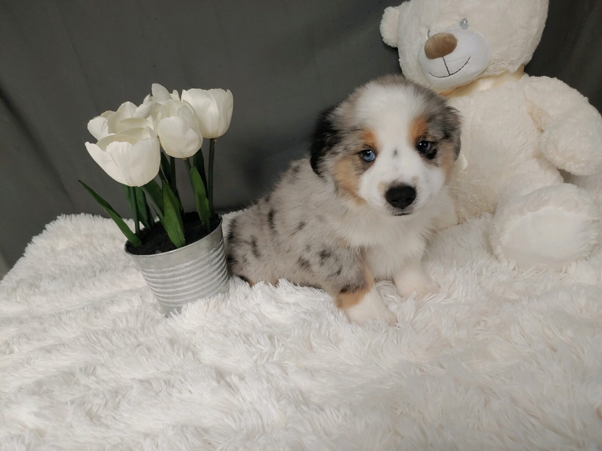 Pet Store Fredericksburg VA Puppies & Dogs for Sale Pauley's Pups