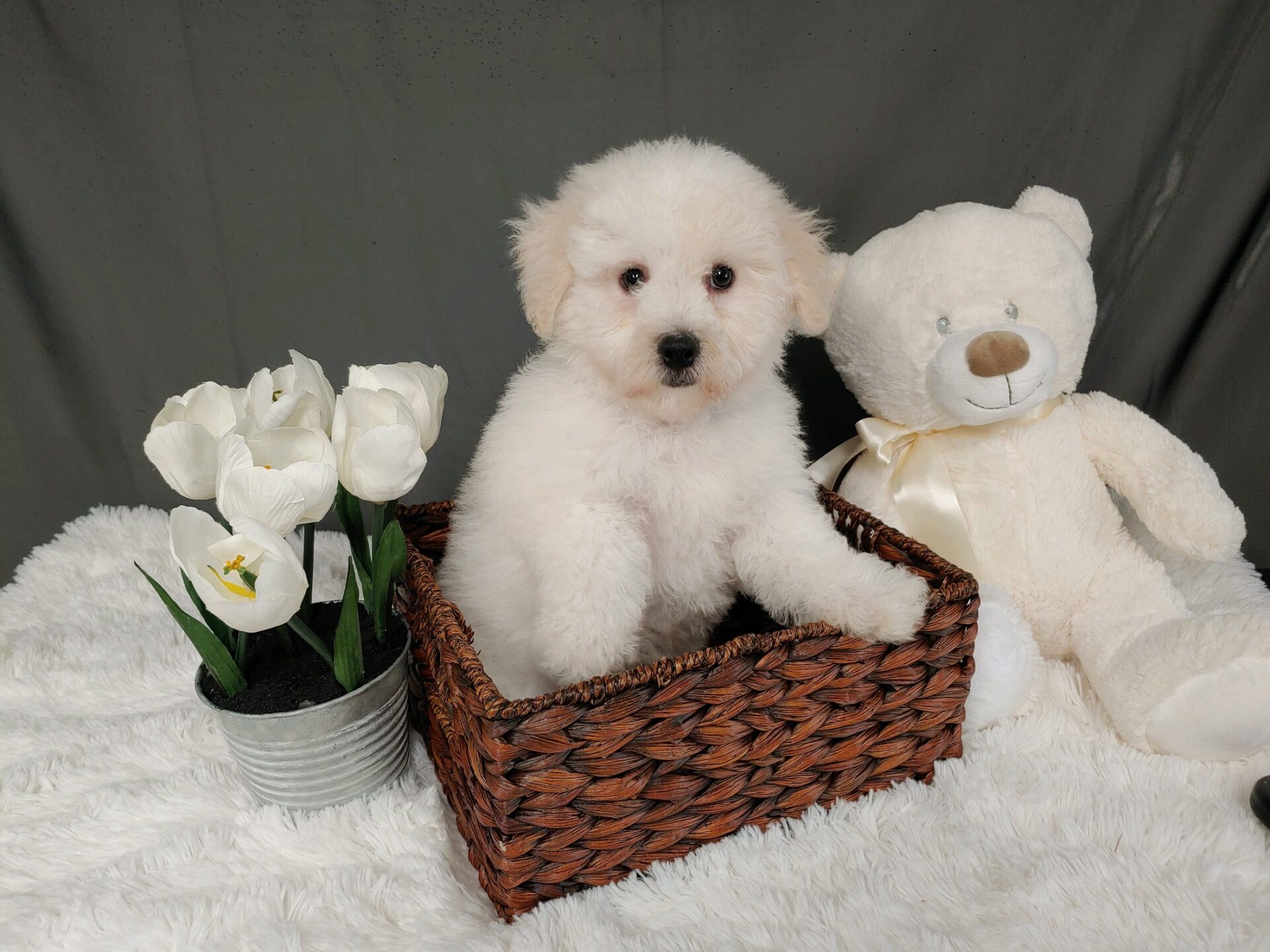 Pet Store Fredericksburg VA Puppies & Dogs for Sale Pauley's Pups