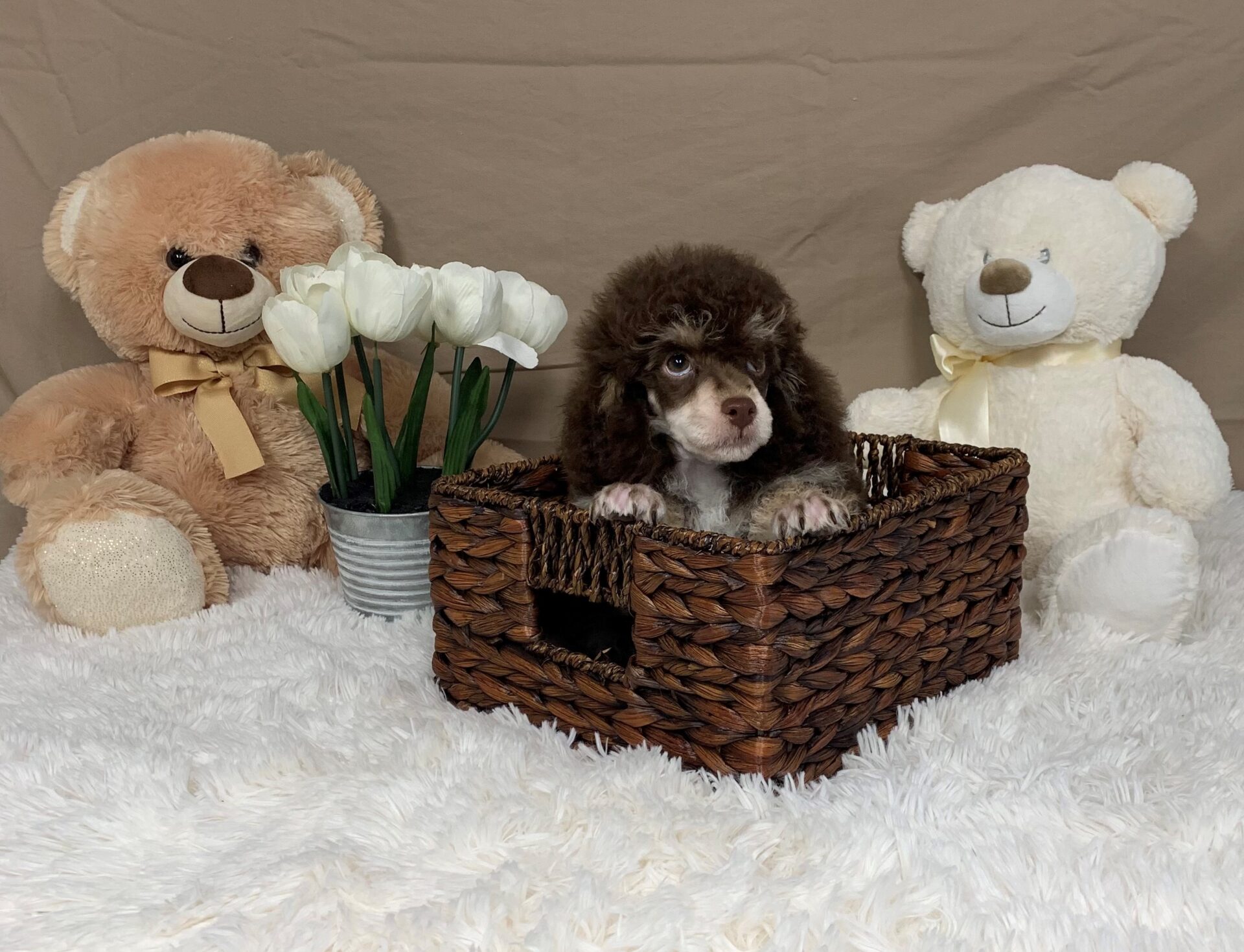 Pet Store Toy & Small Breed Dogs for Sale in Ashland, VA Pauley's Pups