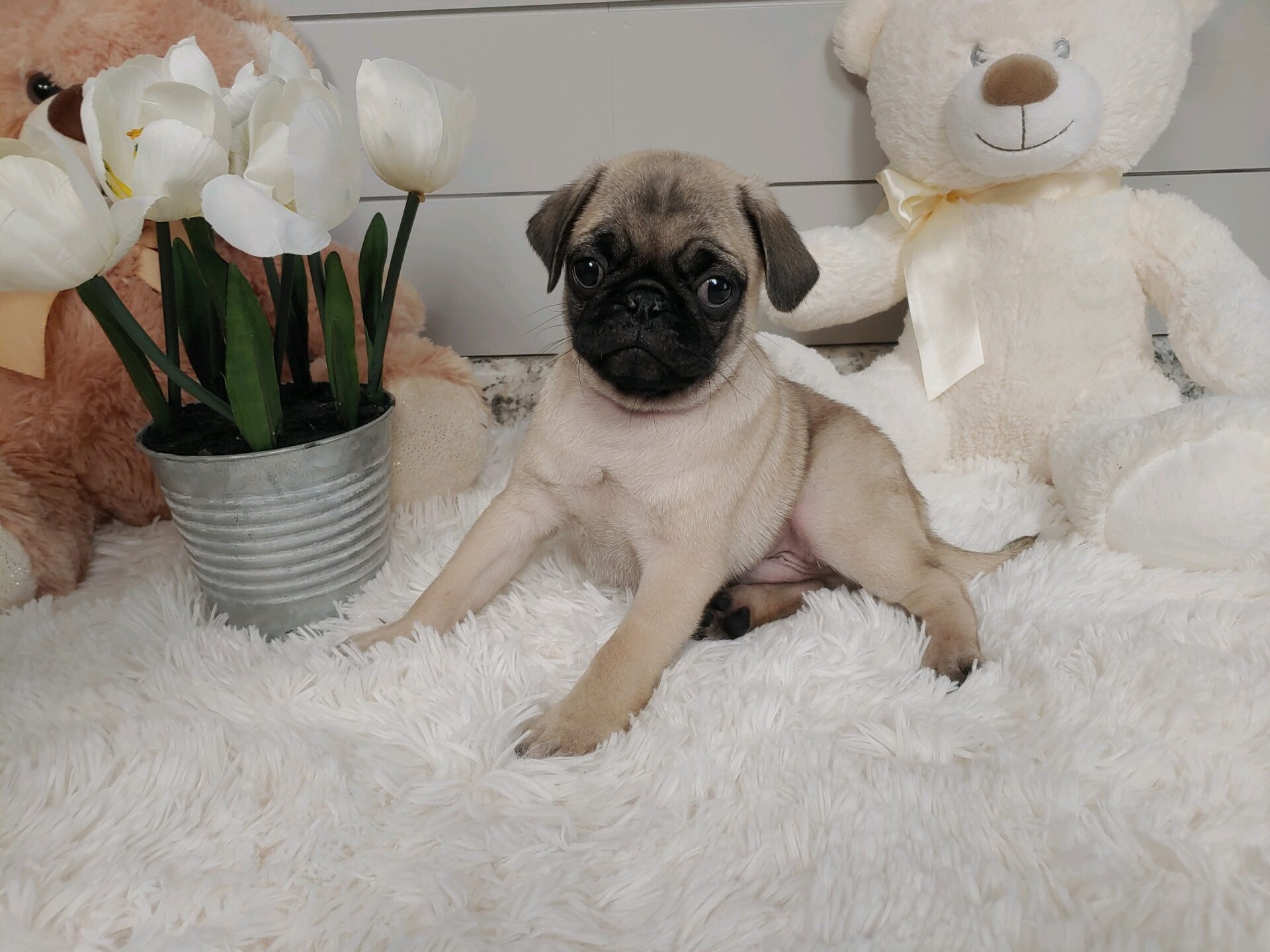 Pet Store Toy & Small Breed Dogs for Sale in Ashland, VA Pauley's Pups