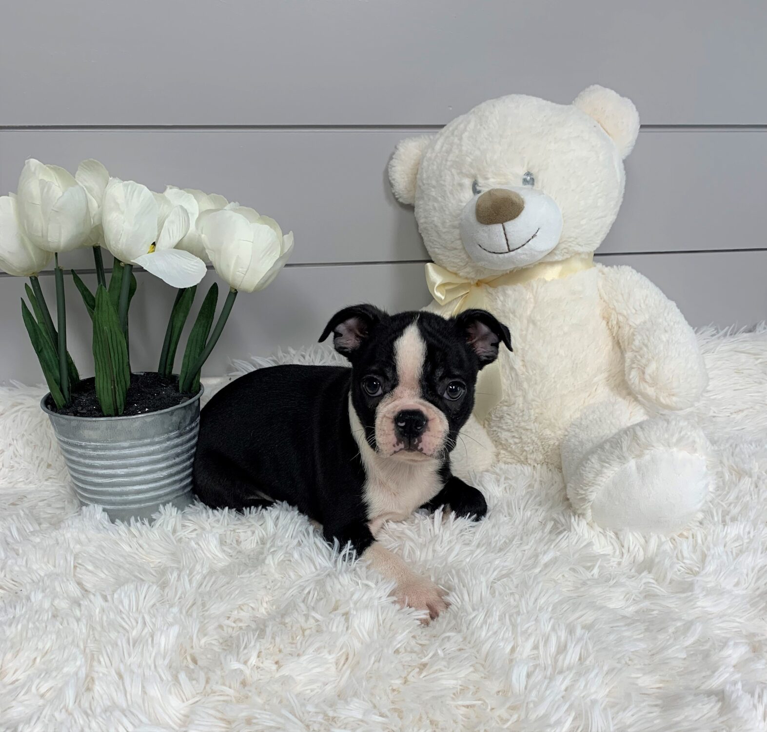 Pet Store Toy & Small Breed Dogs for Sale in Ashland, VA Pauley's Pups