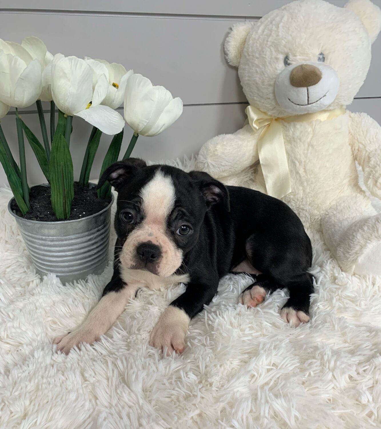 Pet Store Toy & Small Breed Dogs for Sale in Ashland, VA Pauley's Pups