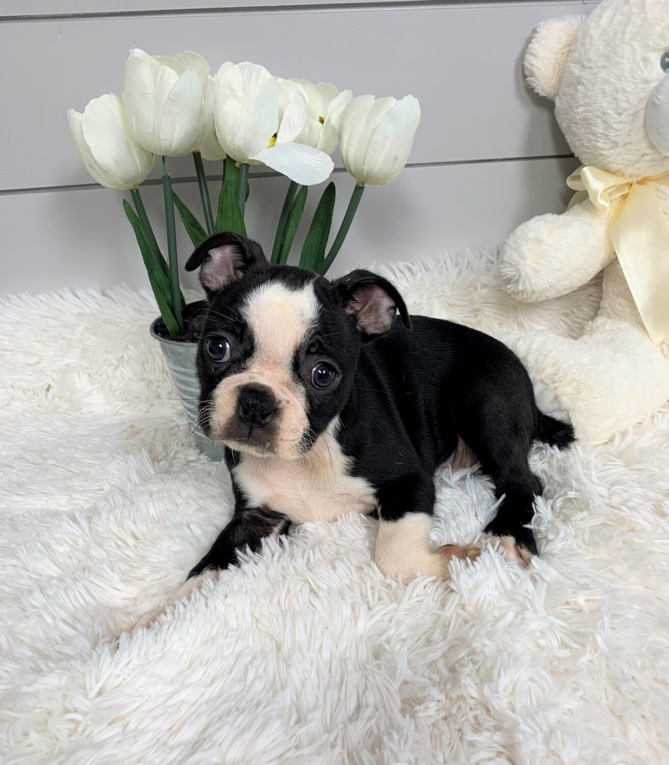 Pet Store Toy & Small Breed Dogs for Sale in Ashland, VA Pauley's Pups