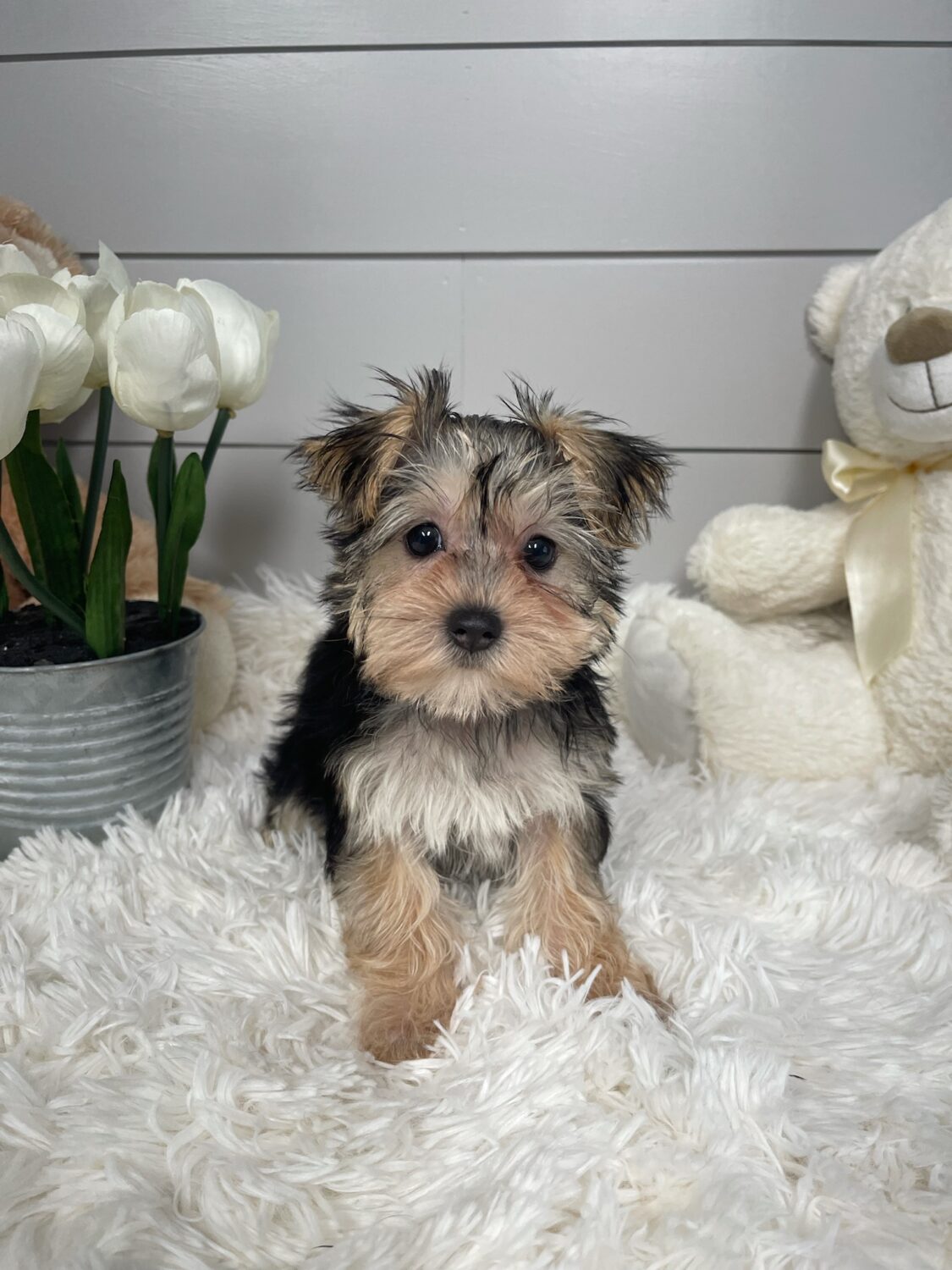 Pet Store Toy & Small Breed Dogs for Sale in Ashland, VA Pauley's Pups