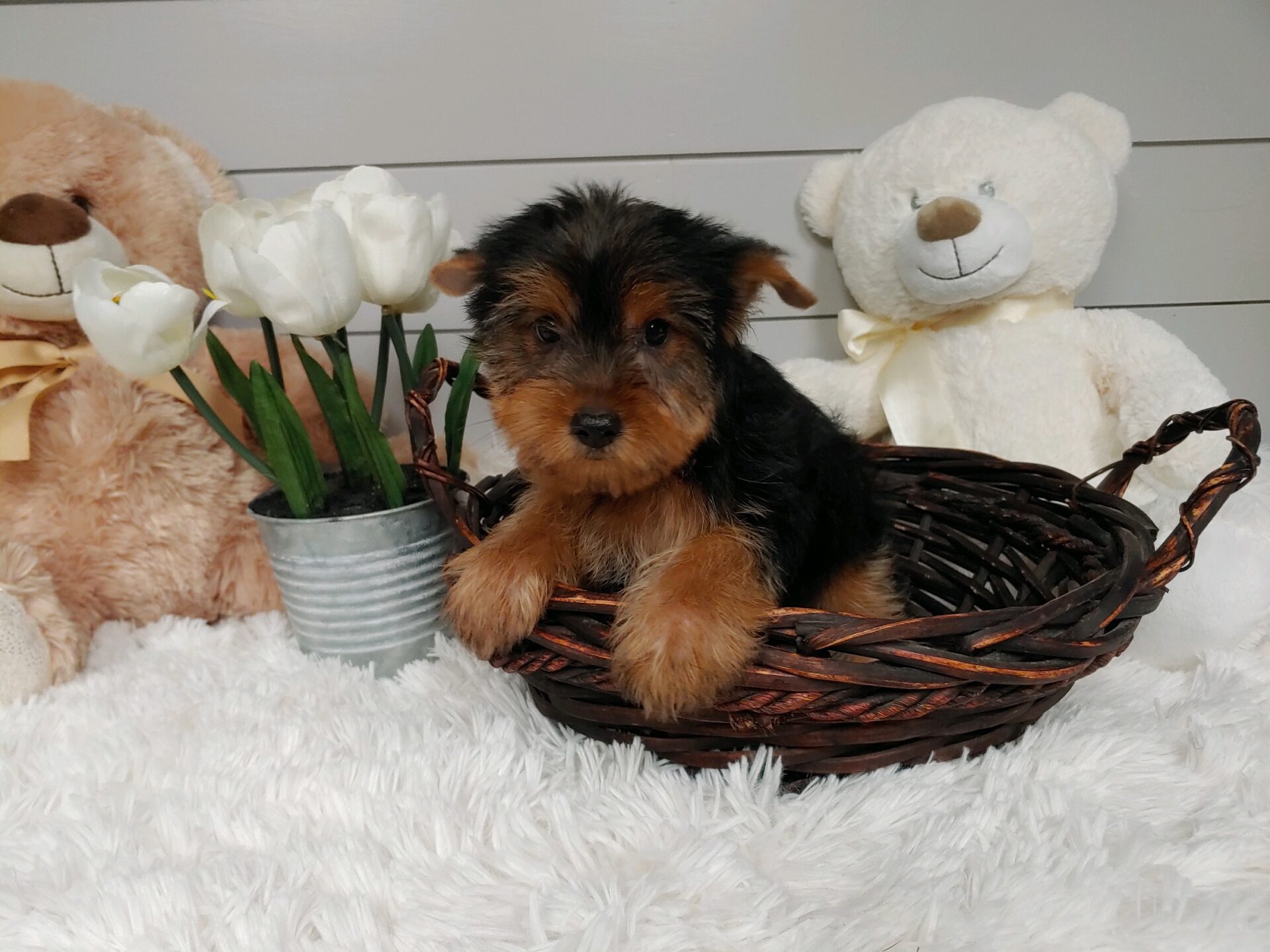 Pet Store Fredericksburg VA Puppies & Dogs for Sale Pauley's Pups