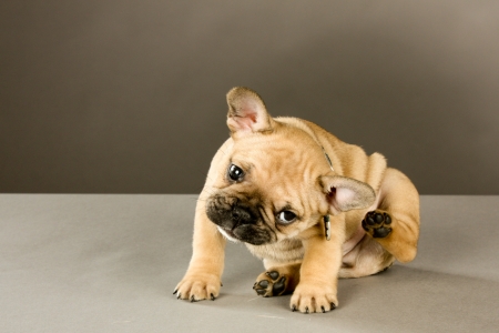 pup control