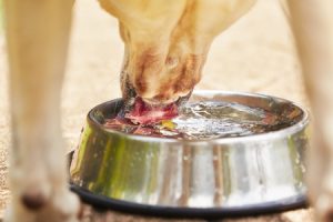 Dehydration in Puppies