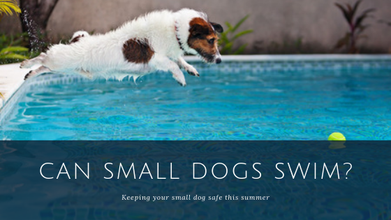 what dog breeds can swim