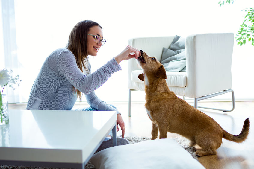 How to Care for Your Dog During the COVID19 Outbreak
