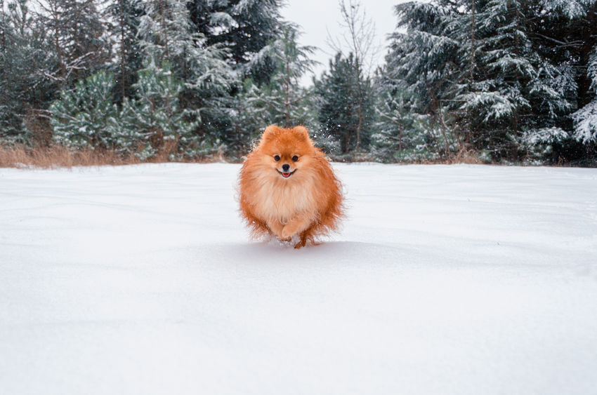 How to Exercise Your Pomeranian