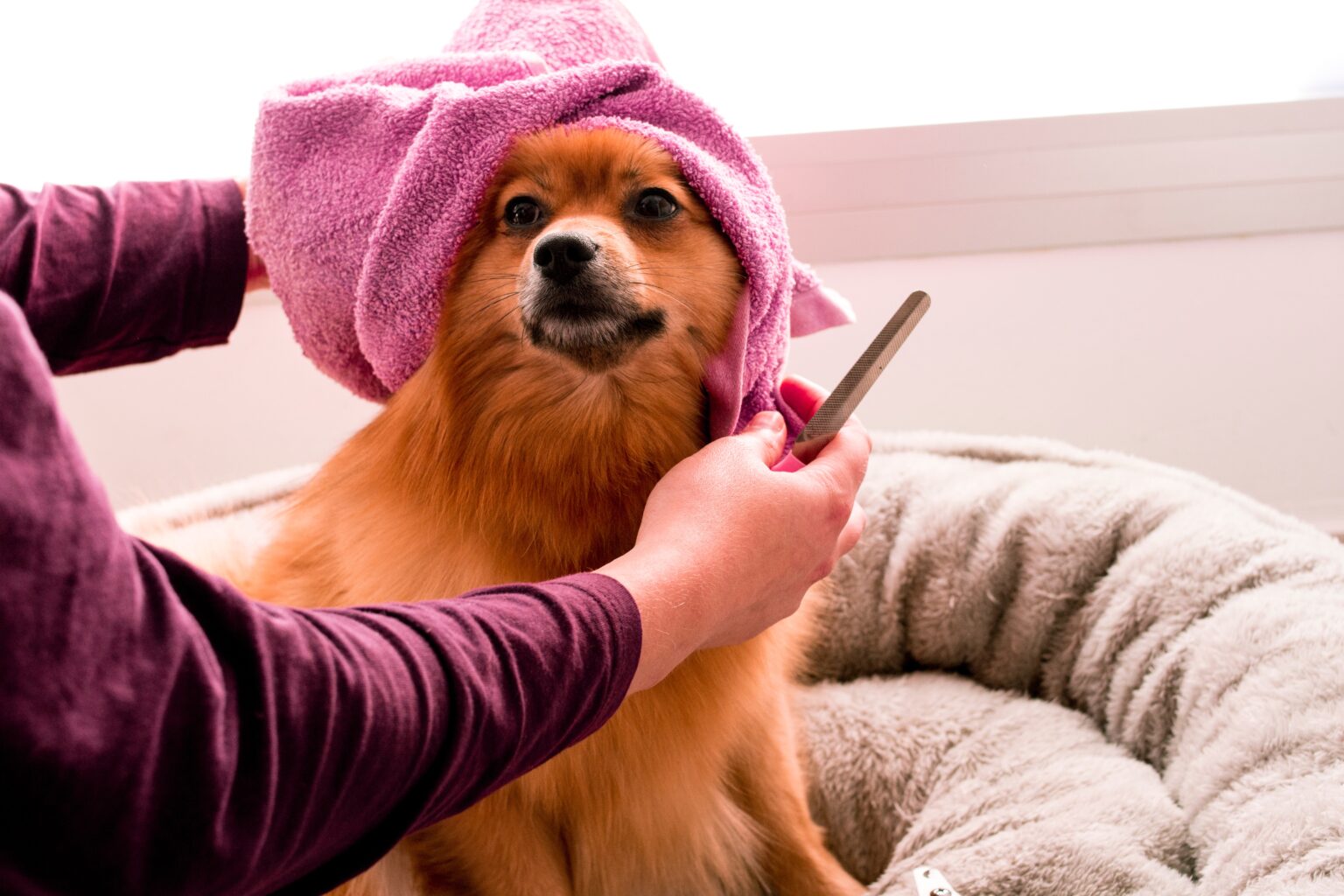 How to Prepare Your Dog for His First Grooming Visit