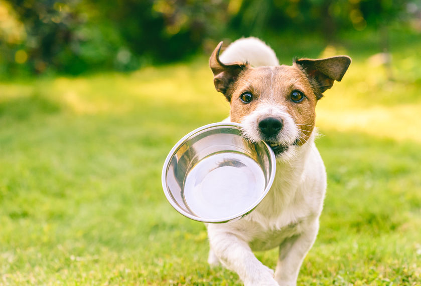 Wet vs. Dry Dog Food Which is Best for Your Small Dog? Pauley's Pups