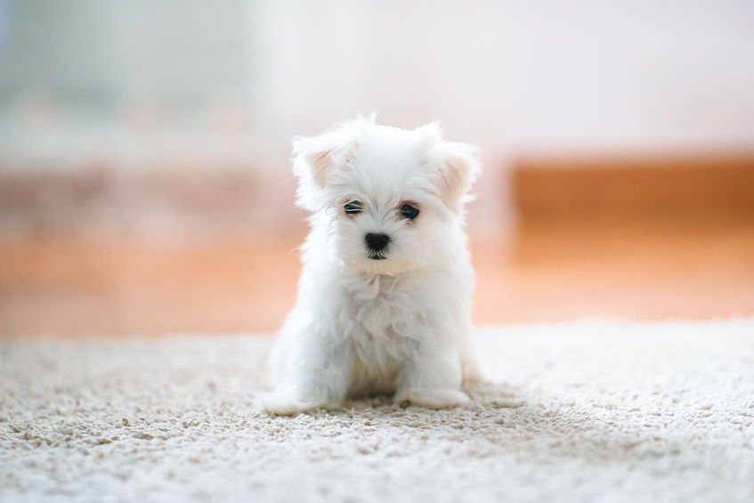 White cute maltese puppy looking at camera at home