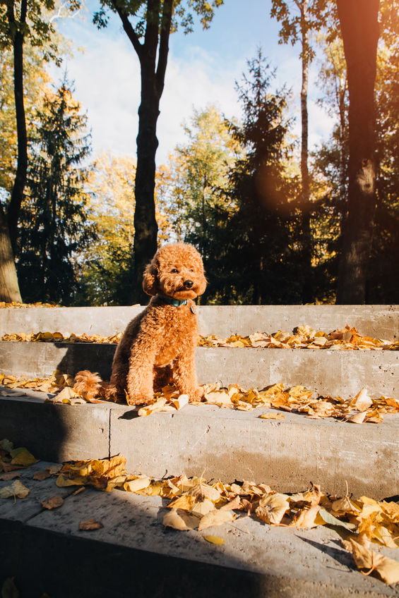 A small red poodle sits on concrete steps with yellow leaves in an autumn park. Sunny morning. Autumn leaf fall. Front view