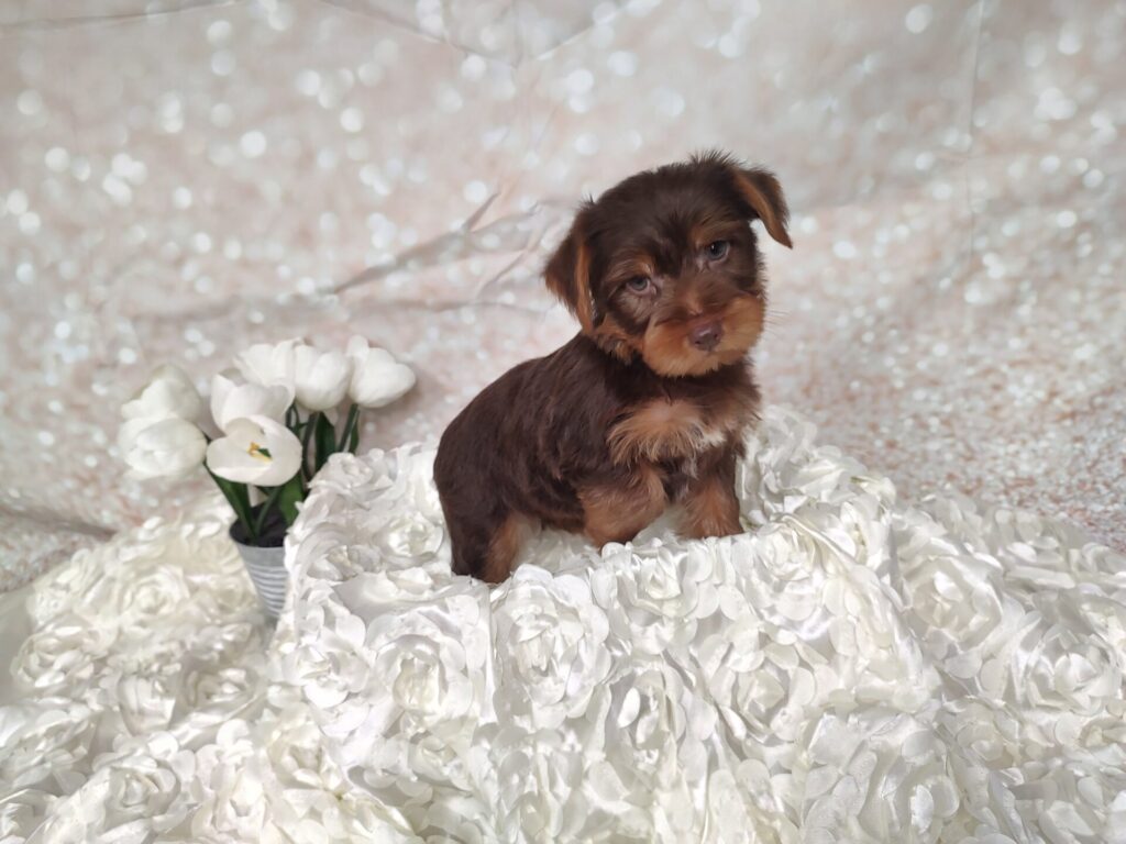Male Chocolate and Tan Yorkie for sale for 1870.00