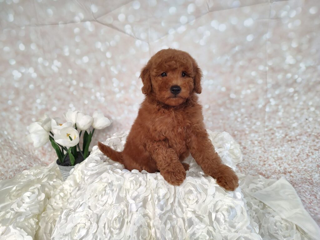 Male red Mini goldendoodle puppy for sale for 1870.00