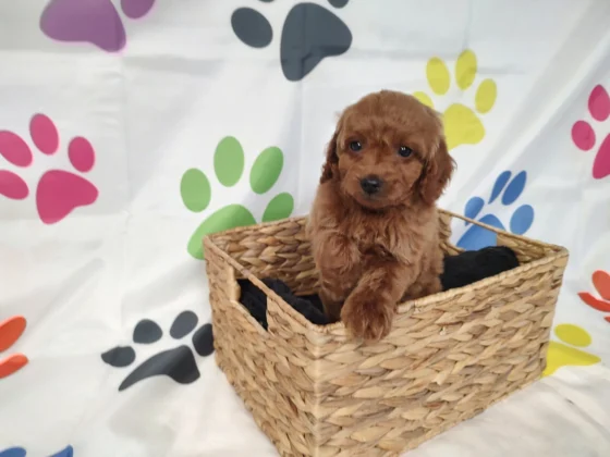 Pauley's Pups available puppy for sale