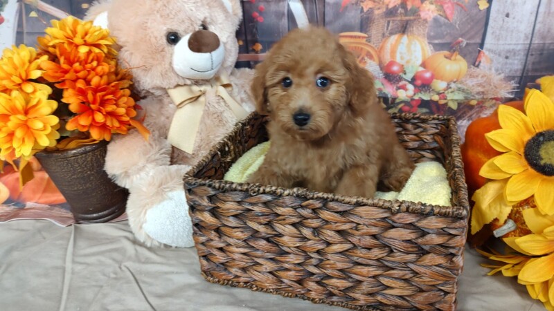 Toy Dog Breeds for sale
