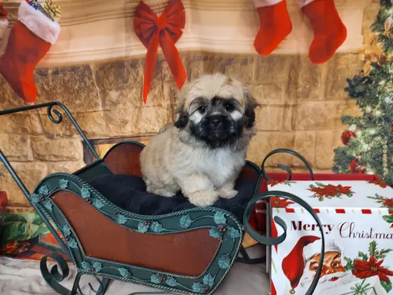 Peka Poo puppy breed