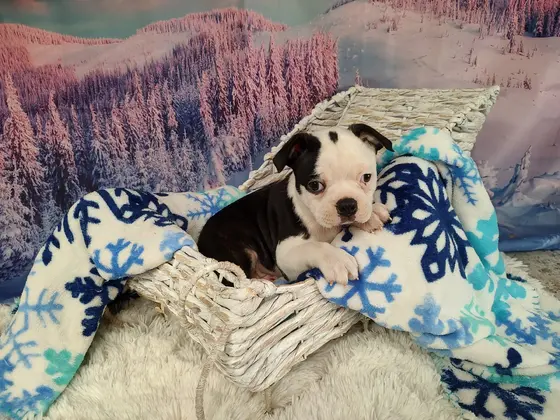 Boston Terrier Puppy at Pauley's Pups