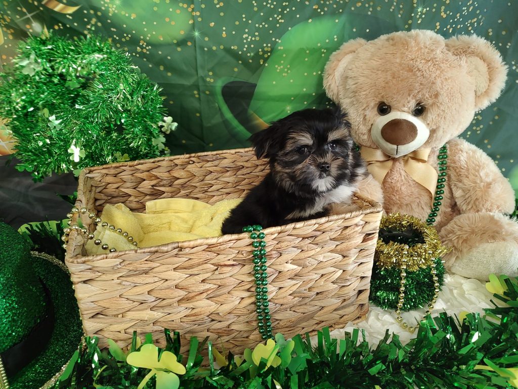 Male black and tan Morkie puppy for sale for $2170.00