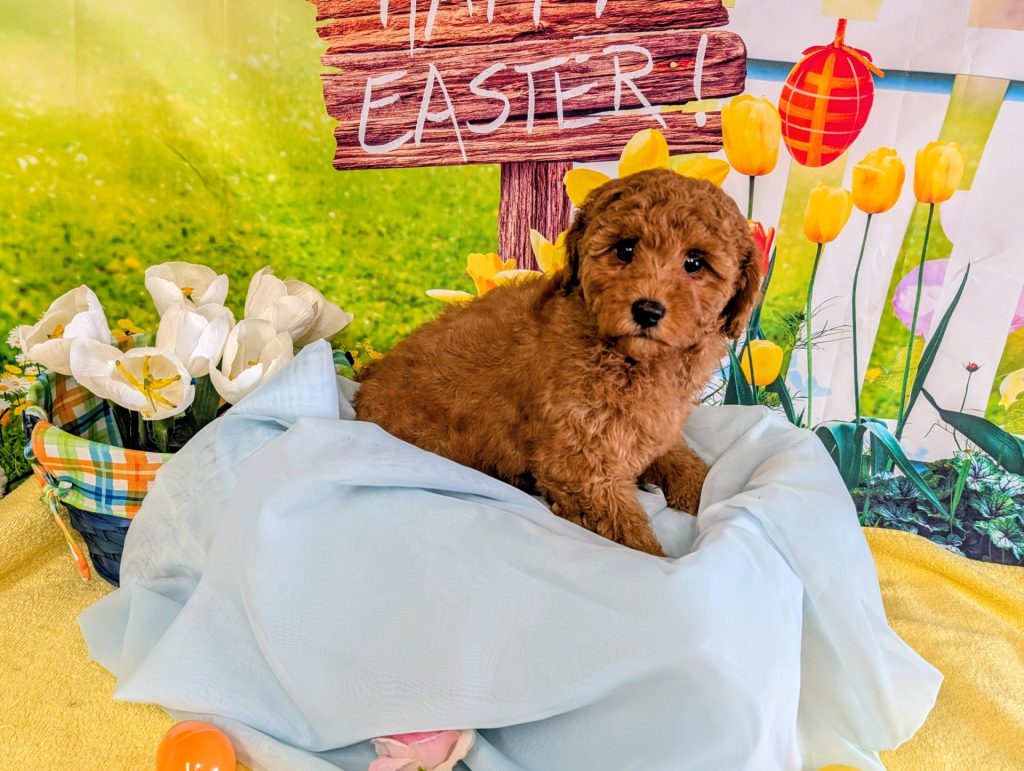 Female red Cavapoo puppy for sale for $2170.00