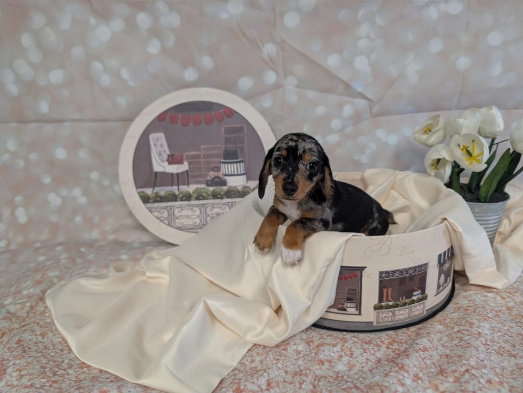 male silver dapple dachshund puppy for sale for 2370.00