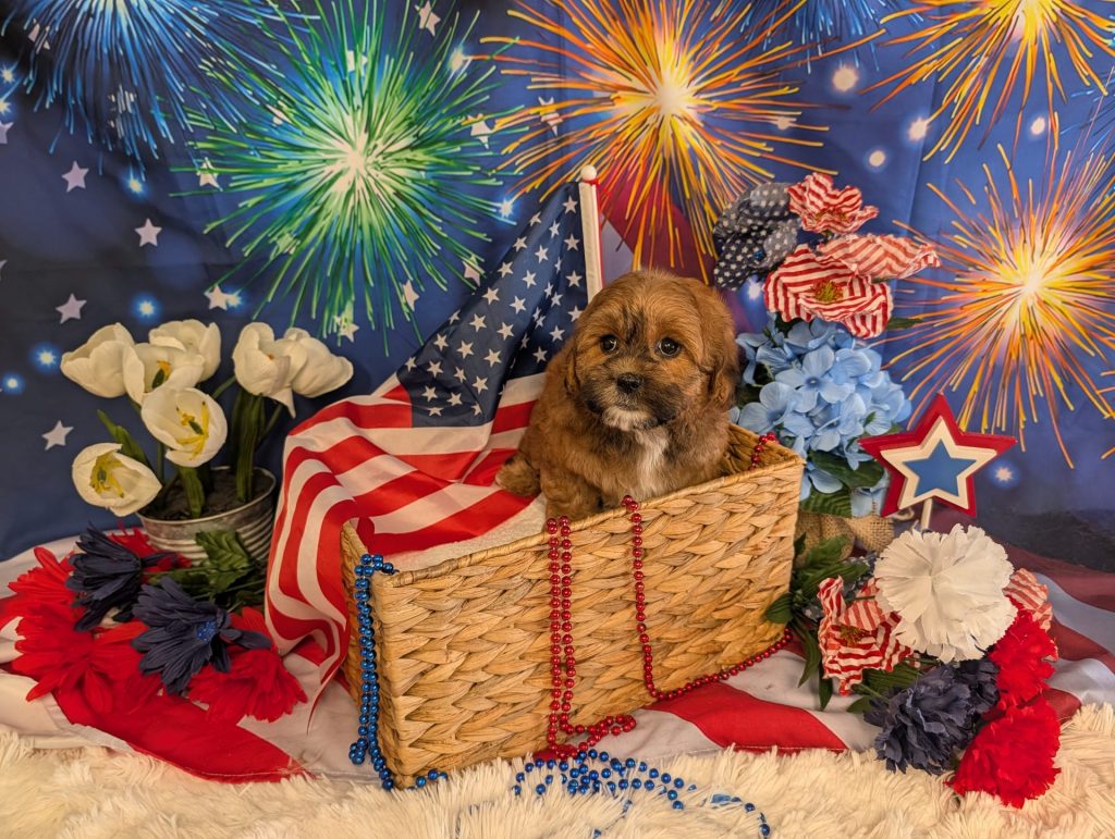 female brown shihpoo puppy for sale for 1770.00