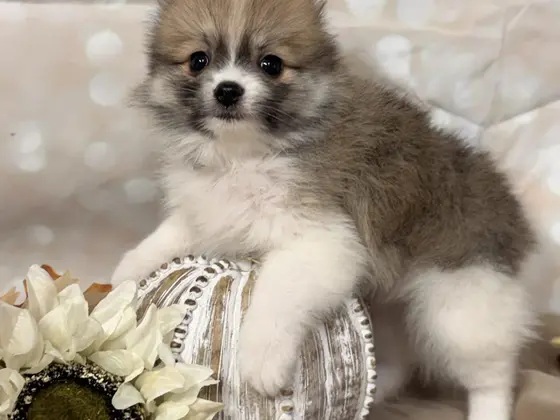 Pomeranian puppy sitting on a silver decorative gourd