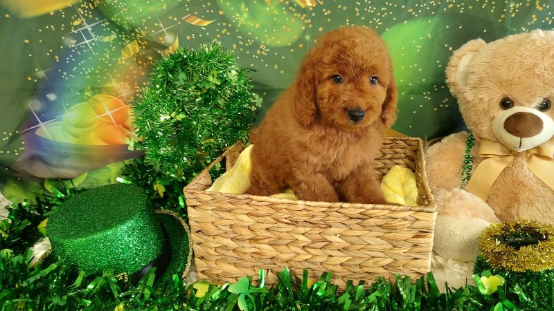 Male red Mini Goldendoodle puppy for sale for $2170.00