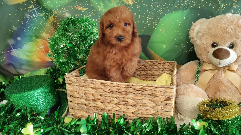 Male red Mini Goldendoodle puppy for sale for $2170.00