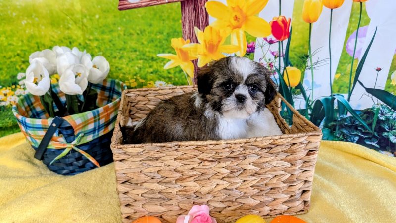 Male Brown and White Shih-tzu puppy for sale for $1670.00
