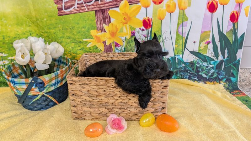 Male black Mini Schnauzer puppy for sale for $2170.00