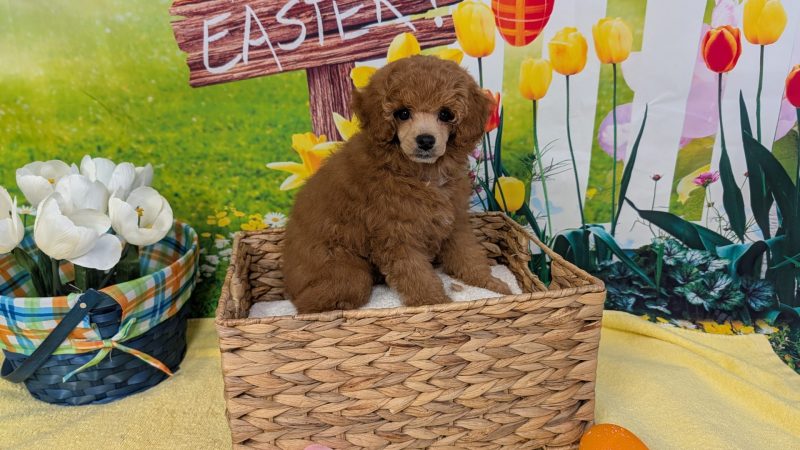 Female red Poodle puppy for sale for $2170.00
