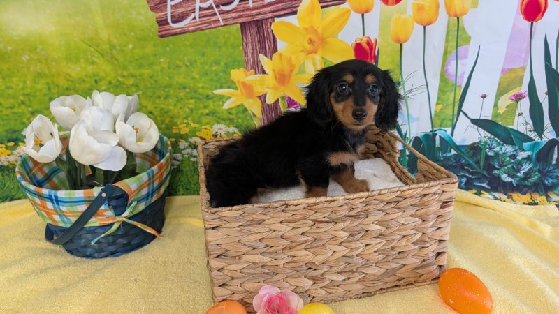 Female black and tan Dachshund puppy for sale for $2170.00