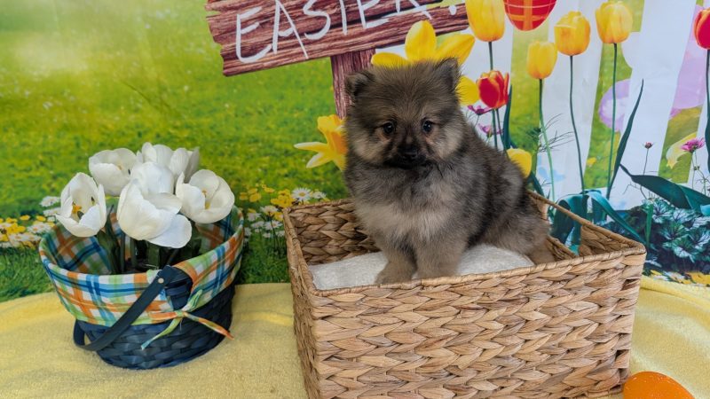Male sable Pomeranian puppy for sale for $1870.00