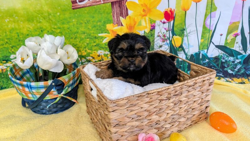 Female black and tan Yorkie puppy for sale for $1970.00
