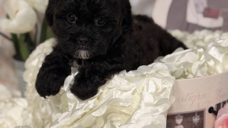 female black shihpoo puppy for sale for 2170.00