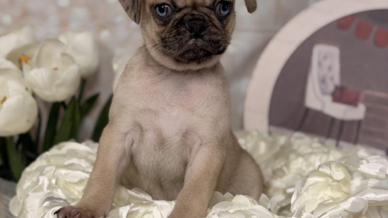 female fawn merle pug puppy for sale for 2170.00