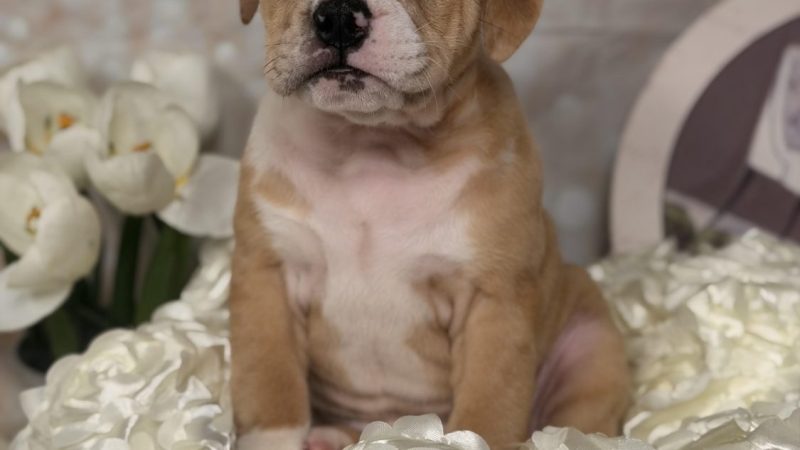 female chocolate merle 3/4 Beabull puppy for sale for 3270.00