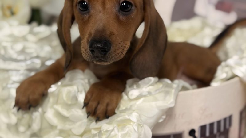 male red dachshund puppy for sale for 2170.00