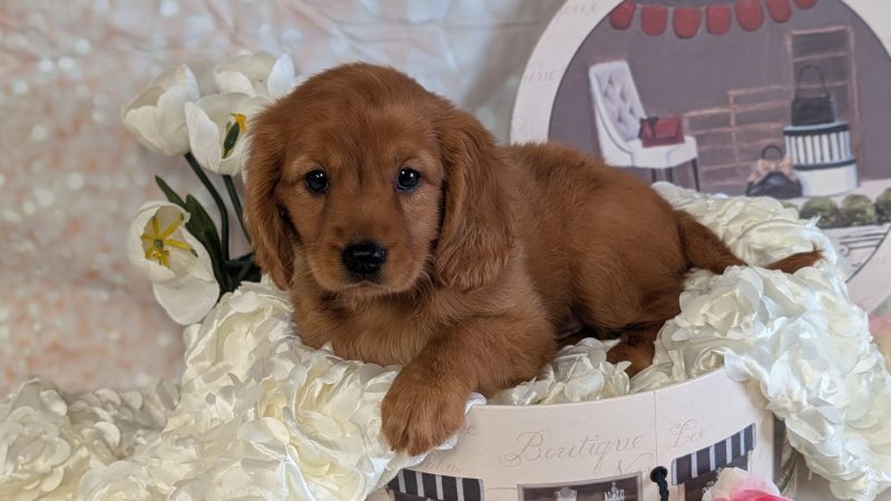 male golden mini golden retriever puppy for sale for 2370.00