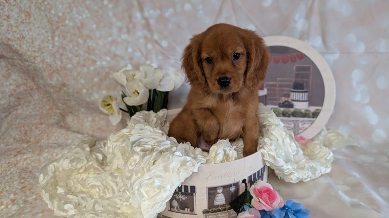 male golden mini golden retriever puppy for sale for 2370.00