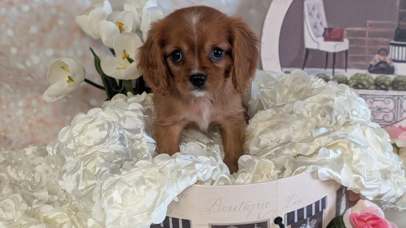 female ruby king charles cavalier puppy for sale for 2170.00