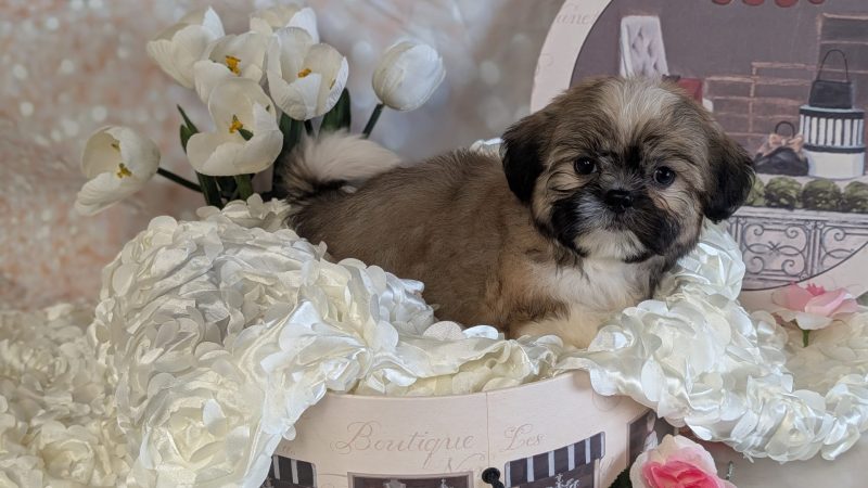 male brown and white shihtzu puppy for sale for 1870.00