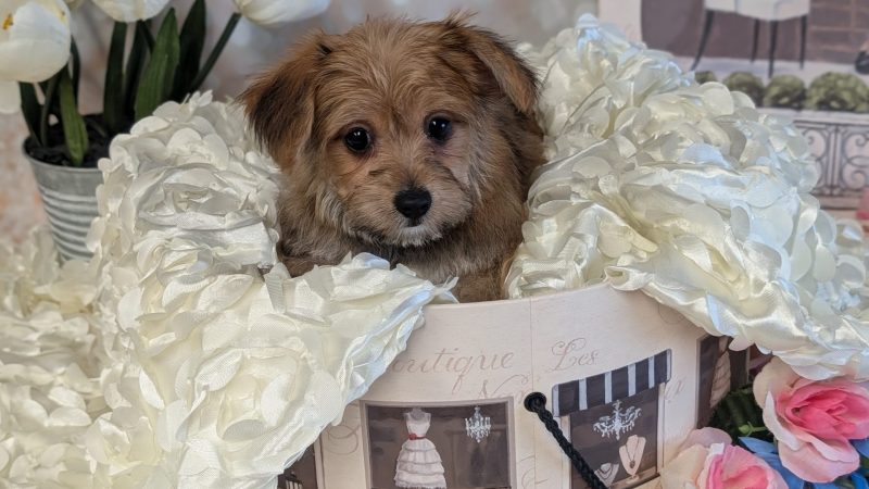 male brown and white yochon puppy for sale for 1870.00
