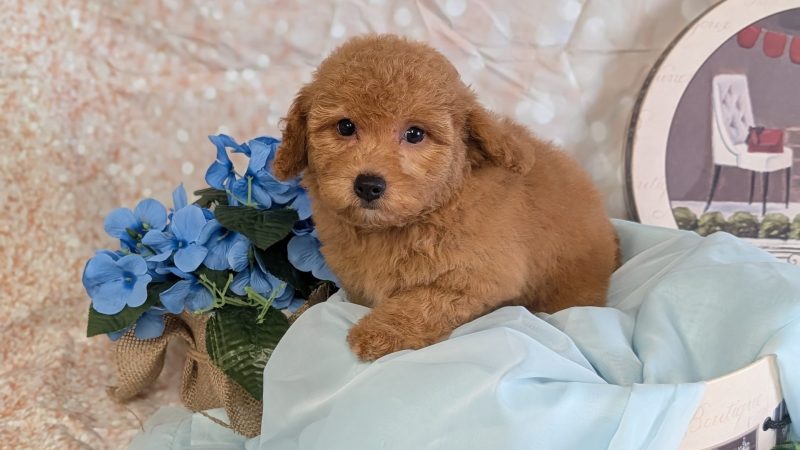 female red poochon puppy for sale for 1870.00