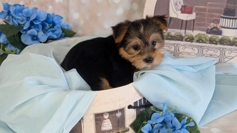 female black and tan morkie puppy for sale for 1870.00