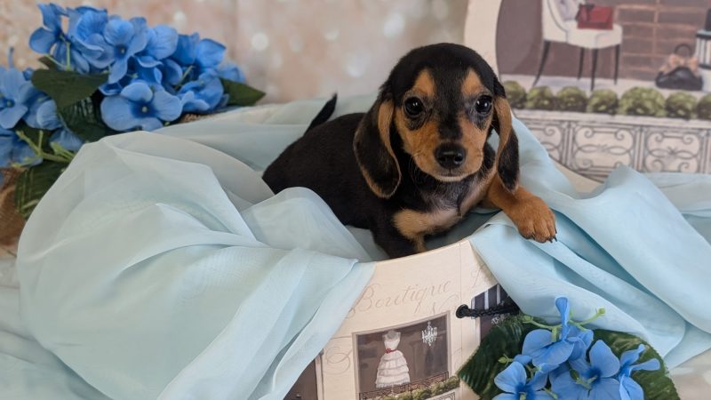 female black and tan dachshund puppy for sale for 2170.00