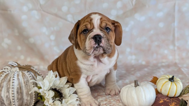 female fawn and white beabull puppy for sale for 3470.00